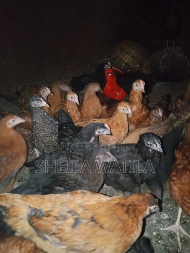 Improved Kienyeji Chicken - thumbnail 7