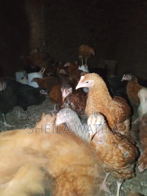 Improved Kienyeji Chicken - thumbnail 8