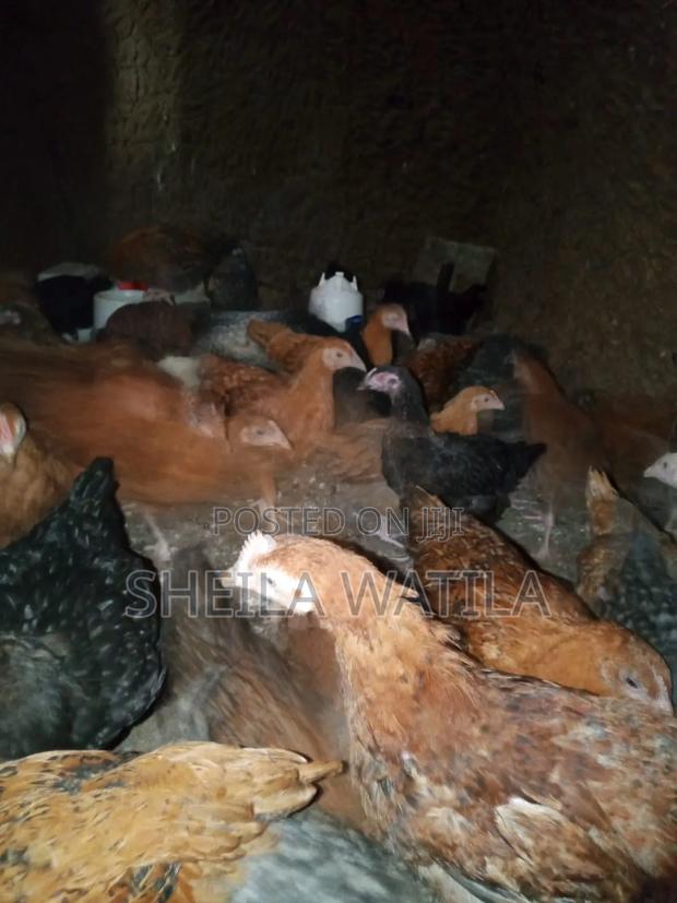 Improved Kienyeji Chicken - thumbnail 9