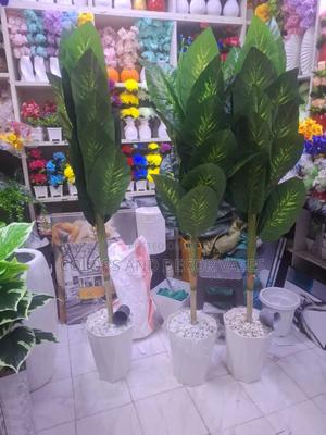 1.5m Long Plants on Offer - thumbnail 2