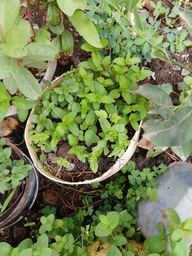 Chives Mints Available - thumbnail 5