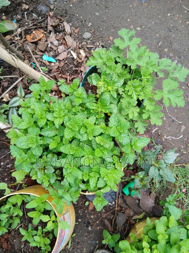 Chives Mints Available - thumbnail 6