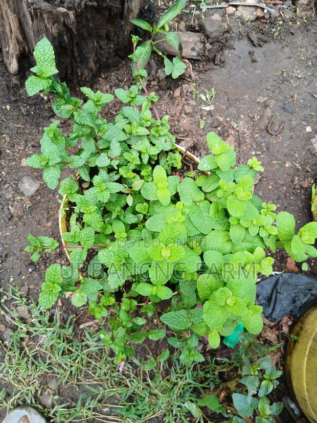 Chives Mints Available - thumbnail 7