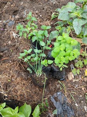 Chives Mints Available - thumbnail 2