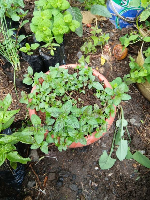 Chives Mints Available - thumbnail 8