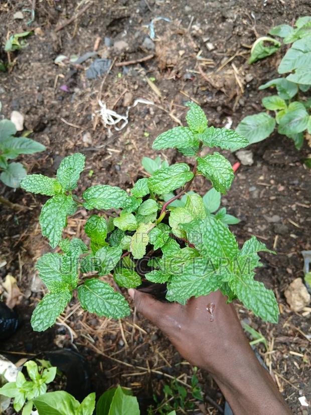 Chives Mints Available - thumbnail 4