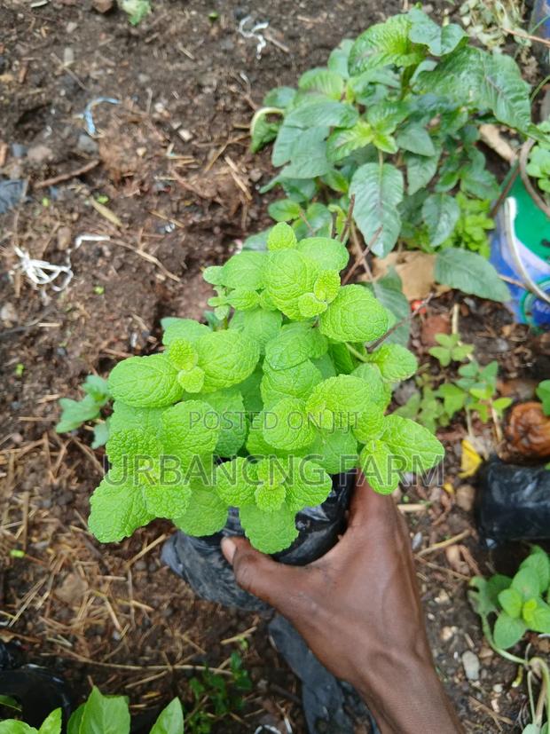 Chives Mints Available - thumbnail 3