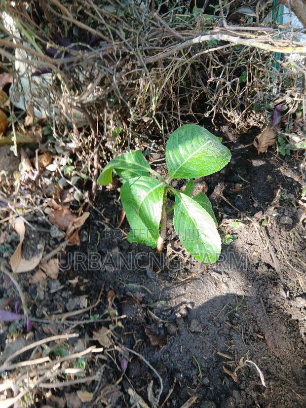 Trichanthera Seedlings Available - thumbnail 3