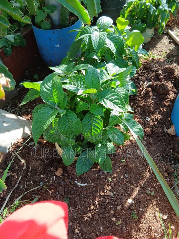 Trichanthera Seedlings Available - main view
