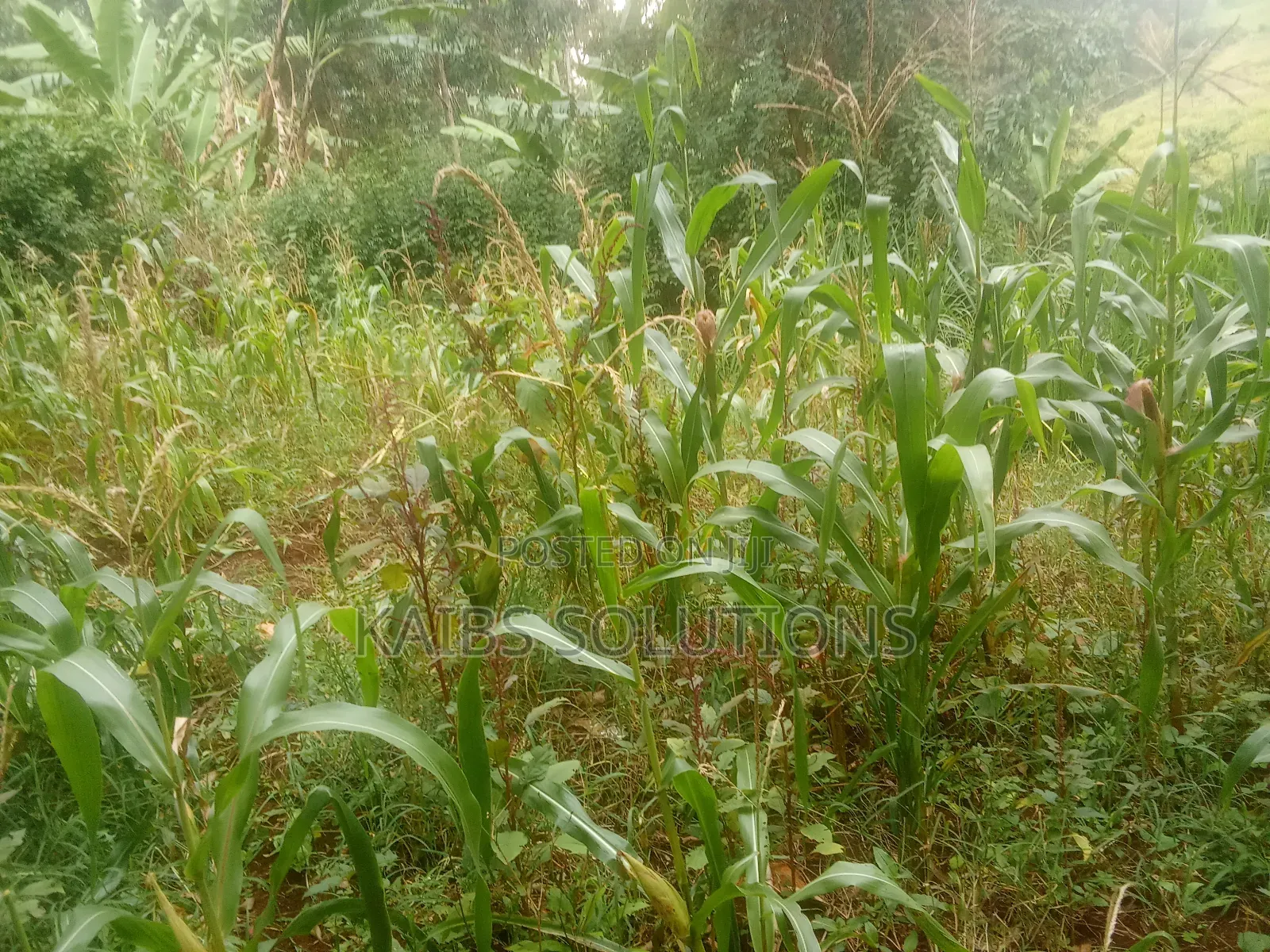 3/4 Plot for Sale at Ruaka Town 50m
