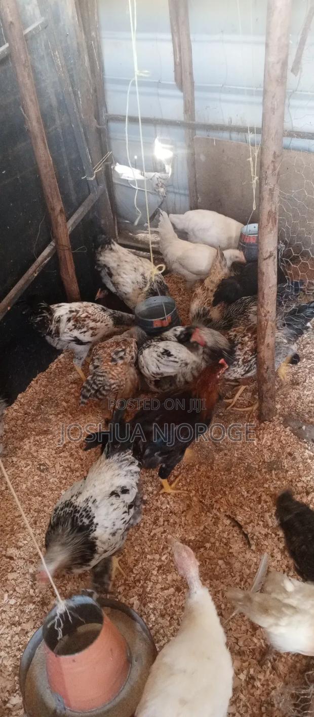 Pure Kienyeji 4 Months Old - main view