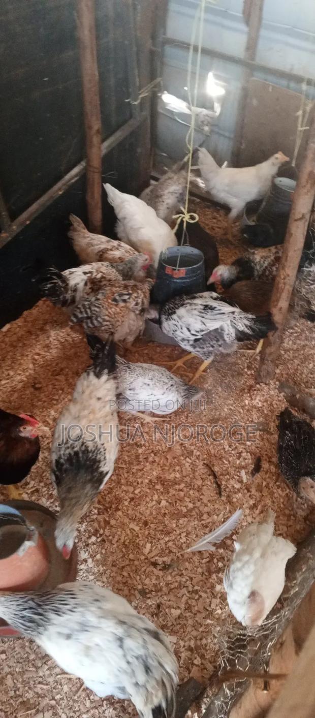 Pure Kienyeji 4 Months Old - thumbnail 3