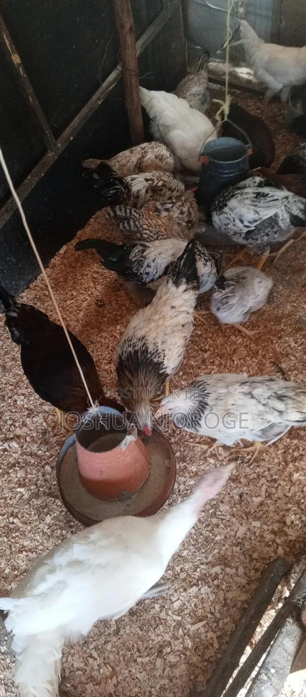 Pure Kienyeji 4 Months Old - thumbnail 4