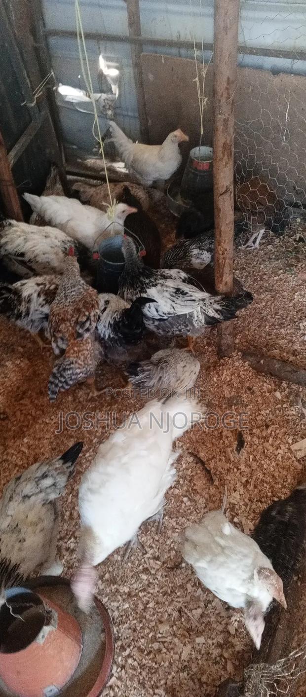 Pure Kienyeji 4 Months Old - thumbnail 5