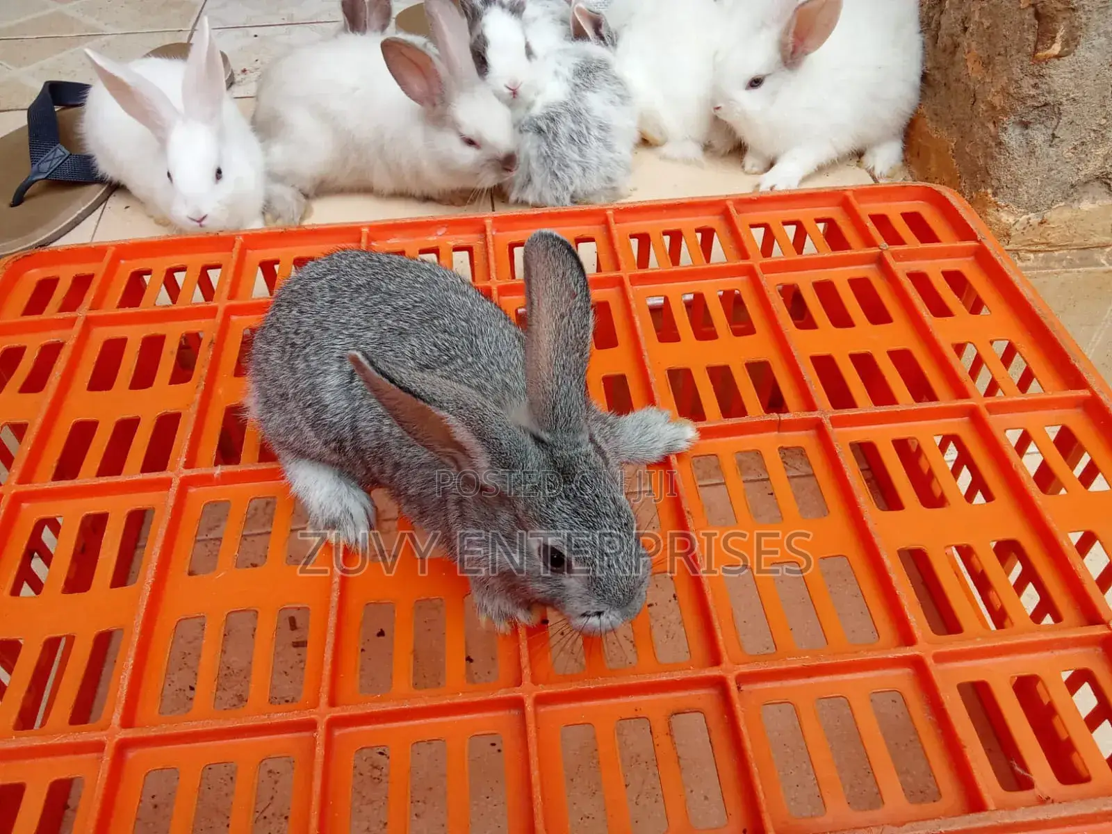 Rabbits for Sale Meat Breeding Etc
