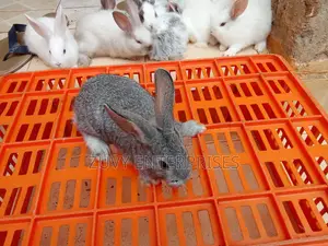 Rabbits for Sale Meat Breeding Etc