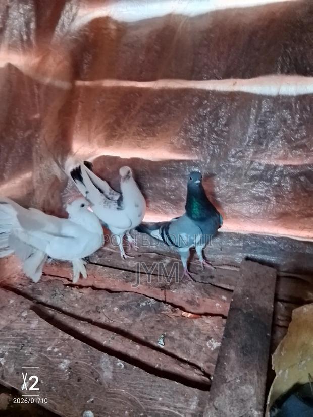 Exotic Birds - main view