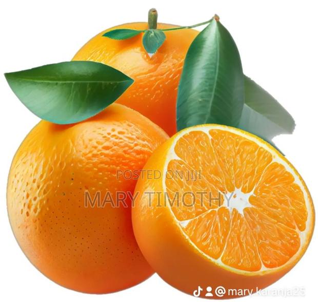 Grafted Pixie Oranges Seedlings - thumbnail 4