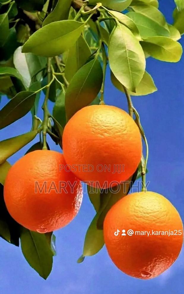 Grafted Pixie Oranges Seedlings - thumbnail 2