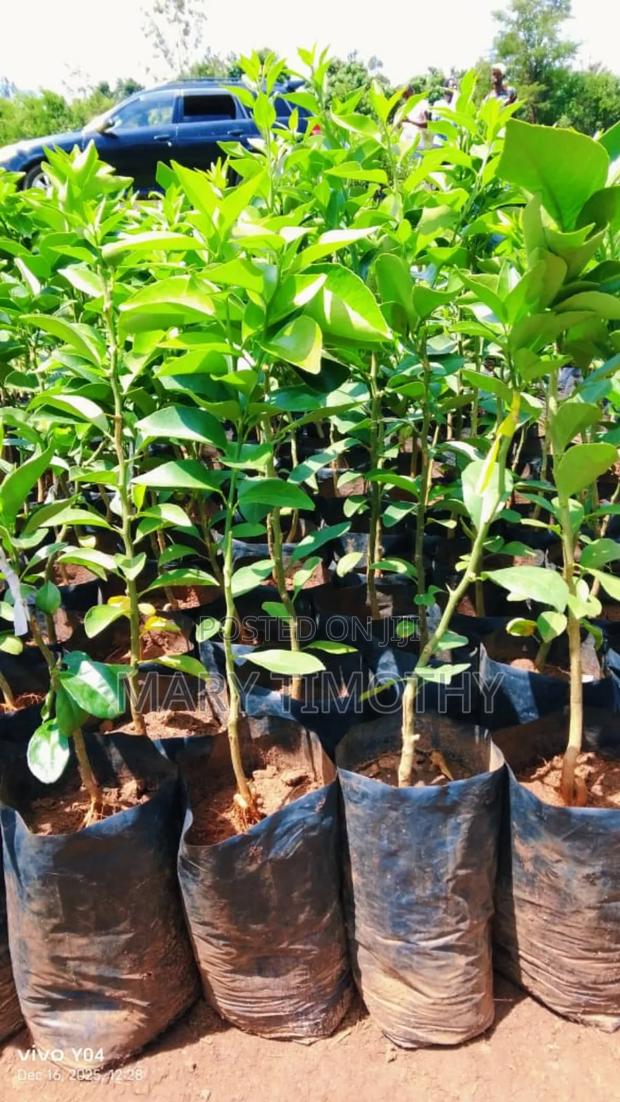 Grafted Pixie Oranges Seedlings - main view