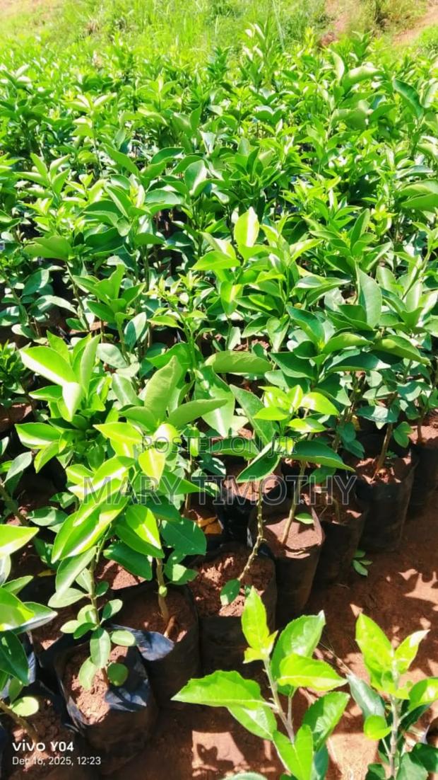 Grafted Pixie Oranges Seedlings - thumbnail 3