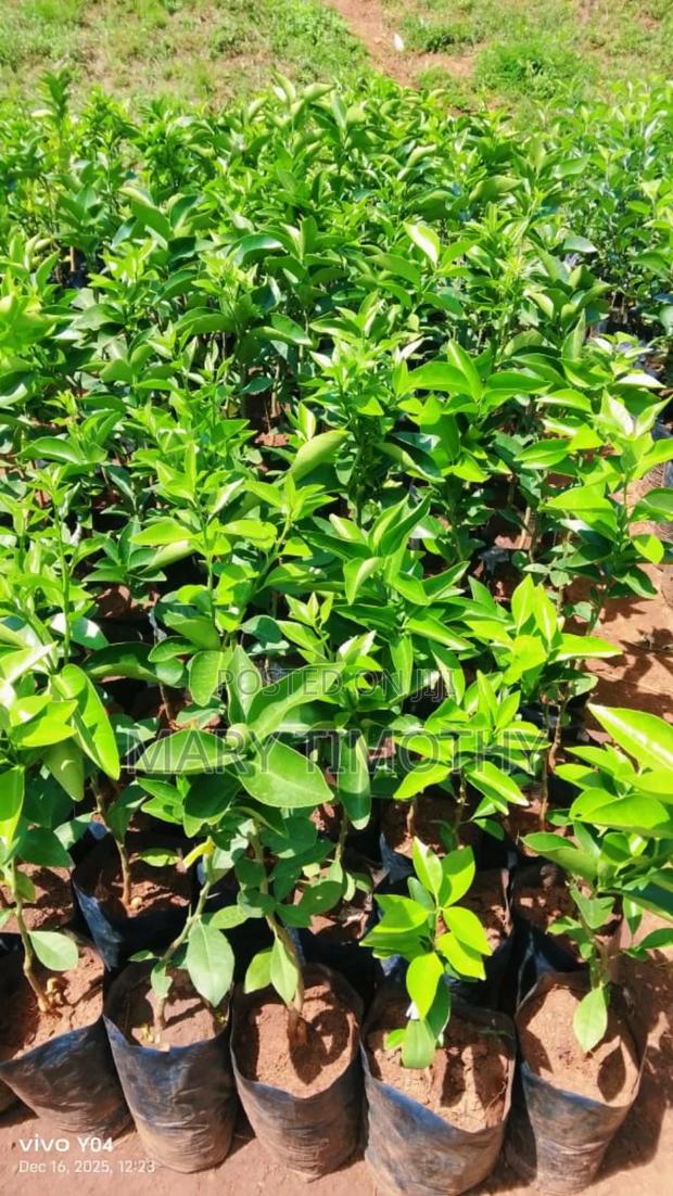 Grafted Pixie Oranges Seedlings - thumbnail 5