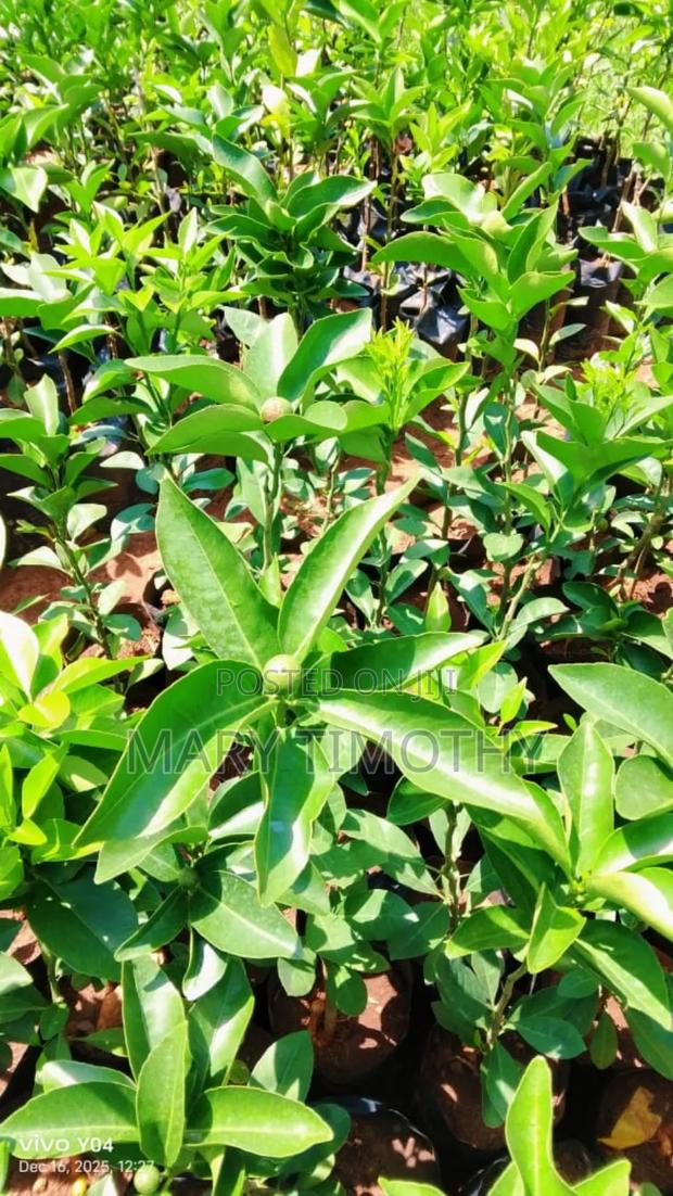 Grafted Pixie Oranges Seedlings - thumbnail 6