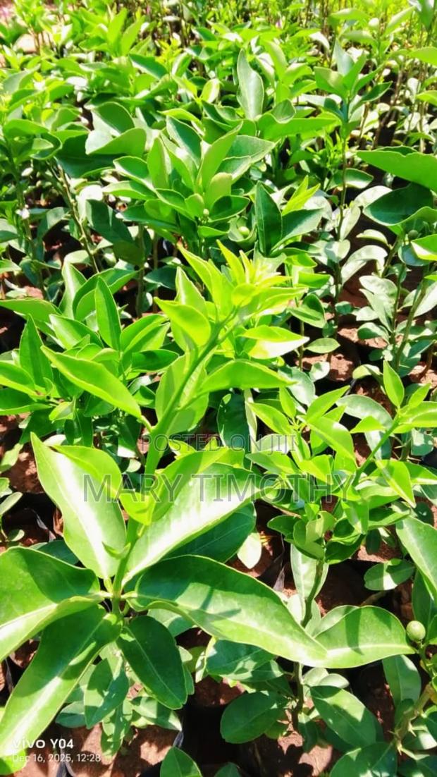 Grafted Pixie Oranges Seedlings - thumbnail 7