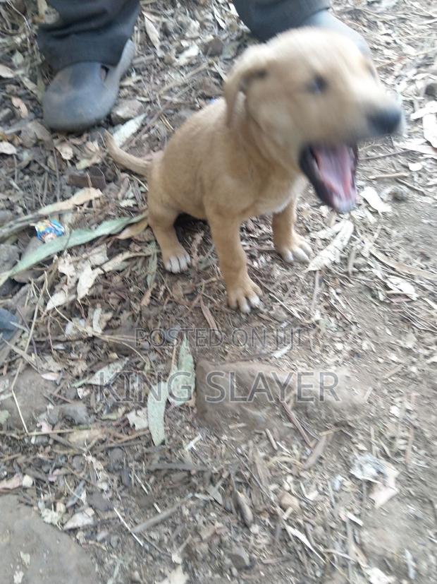 3-6 months Female Mixed Breed German Shepherd - thumbnail 3