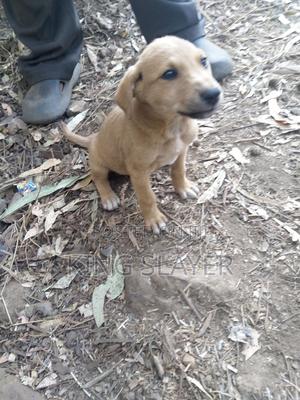 3-6 months Female Mixed Breed German Shepherd - thumbnail 2