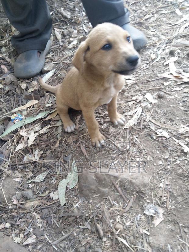 3-6 months Female Mixed Breed German Shepherd - main view