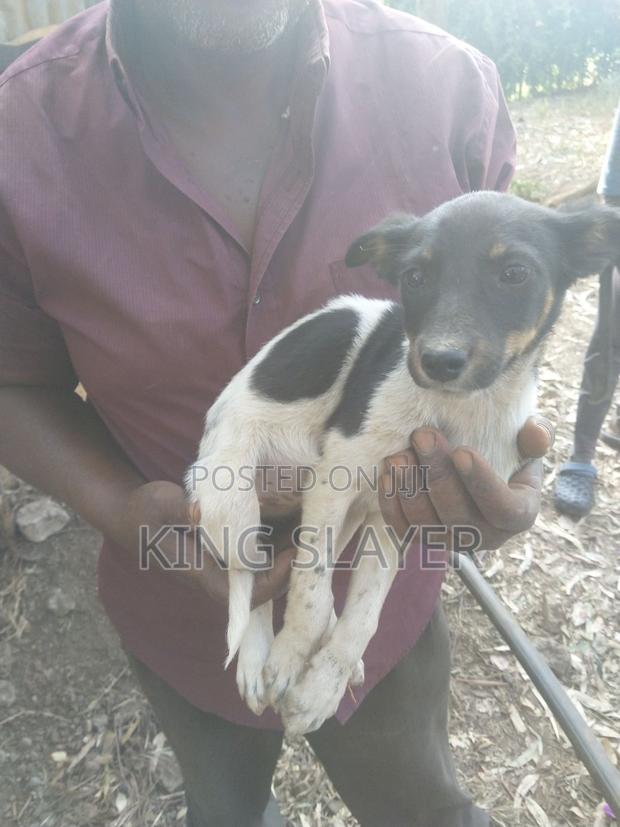 3-6 months Female Mixed Breed Dog