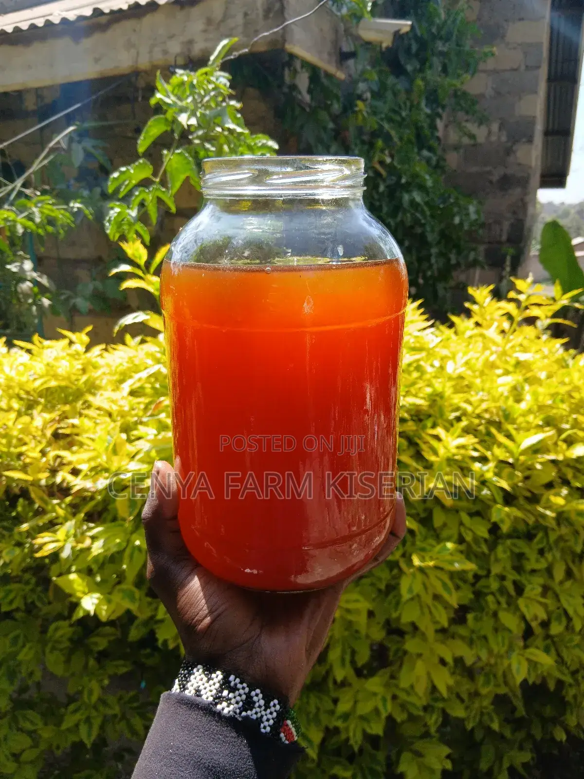 Fresh Kombucha Scoby