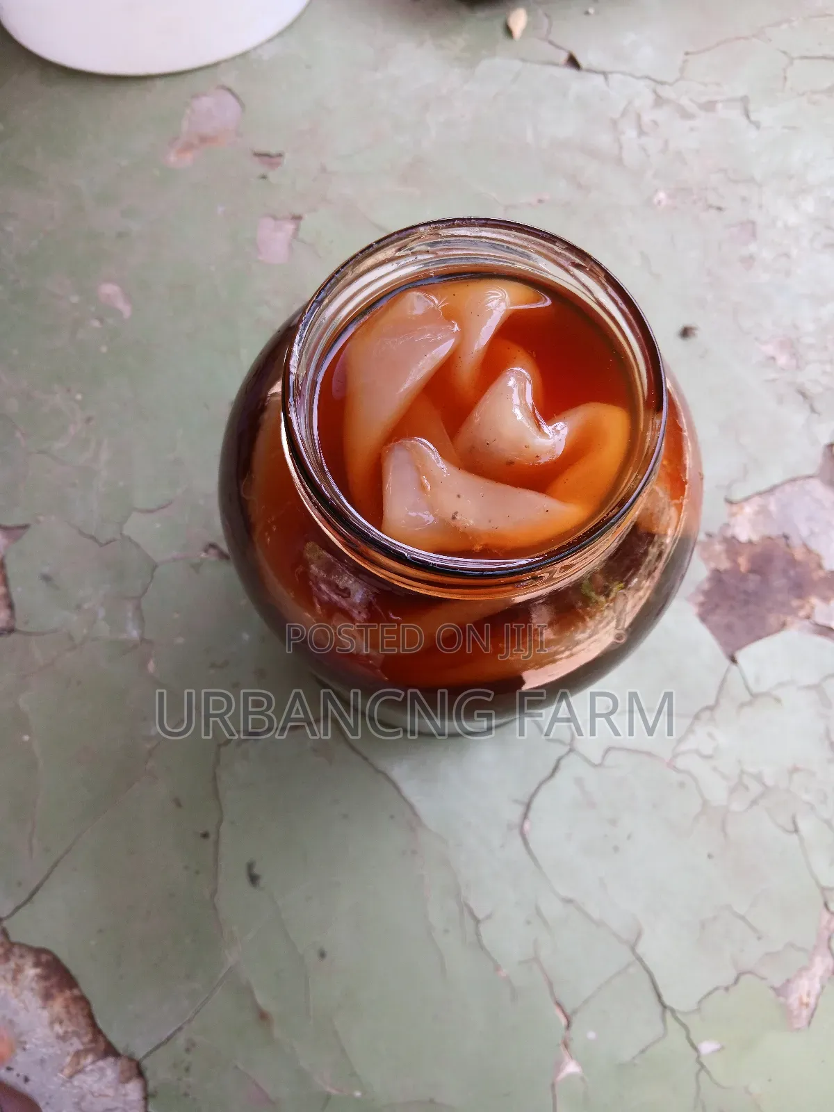 Fresh Kombucha Scoby