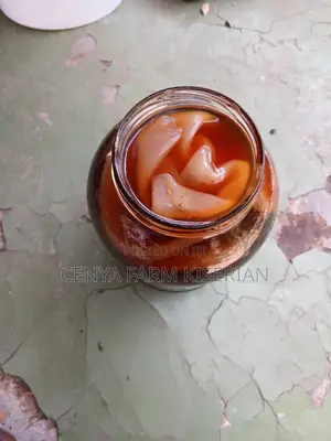 Fresh Kombucha Scoby