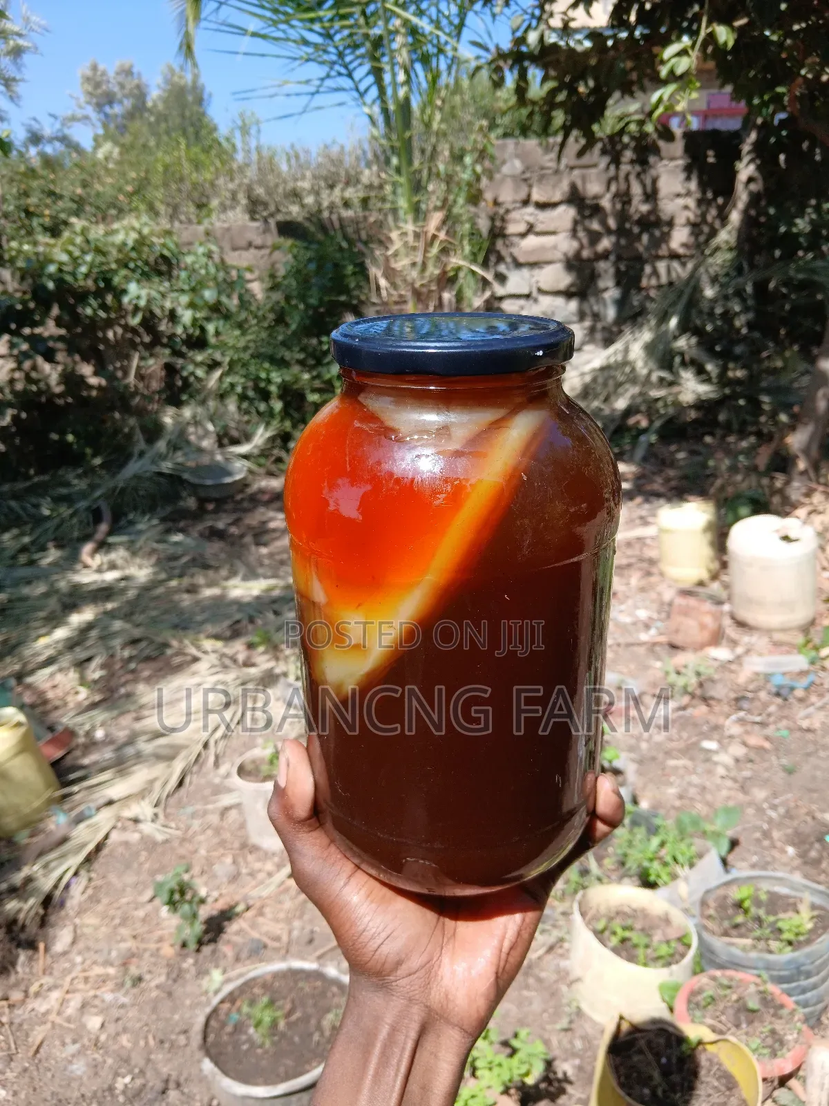 Fresh Kombucha Scoby