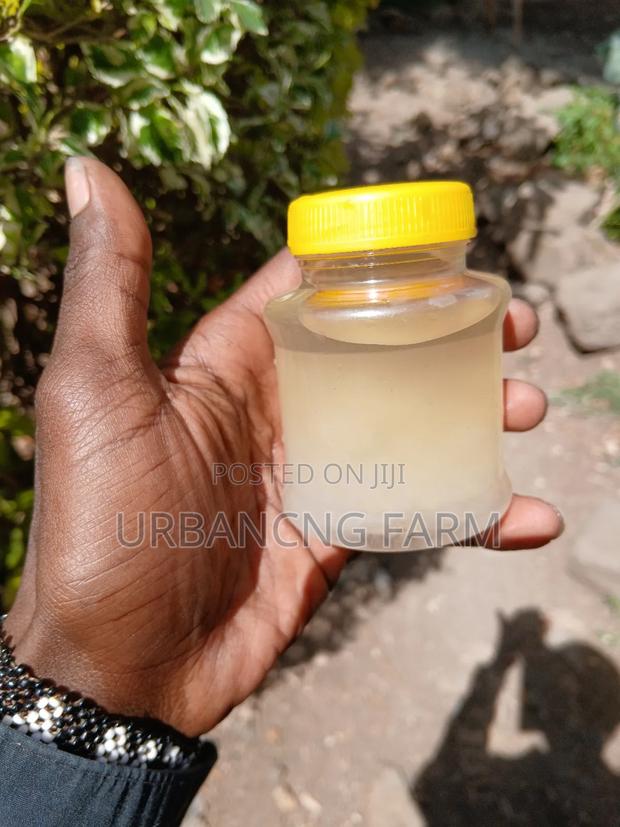 Water Kefir Grains - thumbnail 5