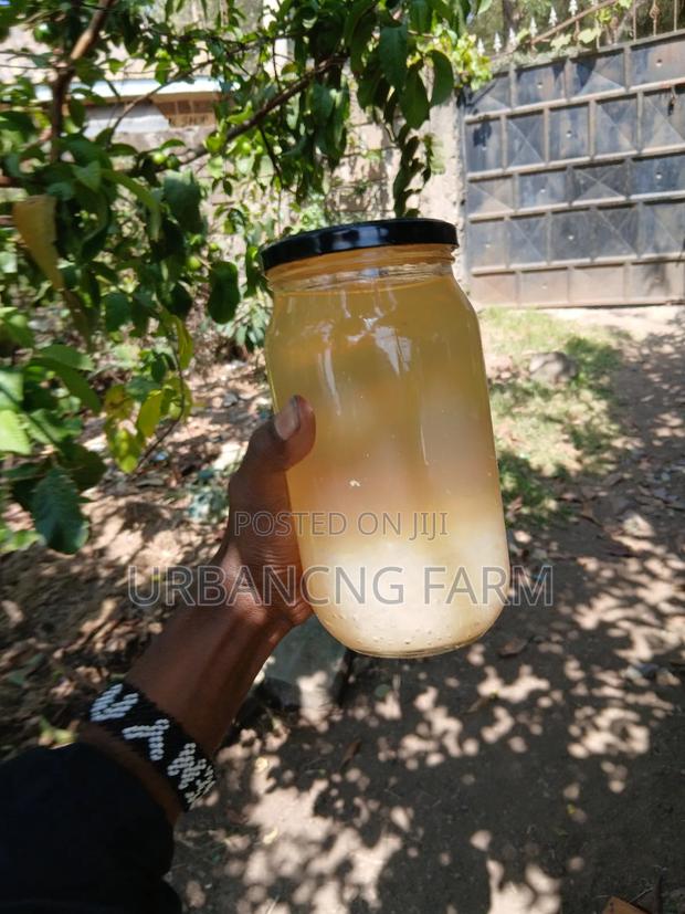 Water Kefir Grains - thumbnail 6