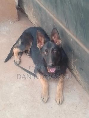 3-6 months Female Purebred German Shepherd - thumbnail 2