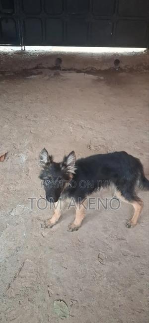 6-12 months Female Purebred German Wirehaired Pointer - thumbnail 2