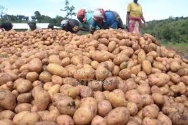 Anywhere Coast. Fresh Potatoes Delivery, Wholesale. - thumbnail 2