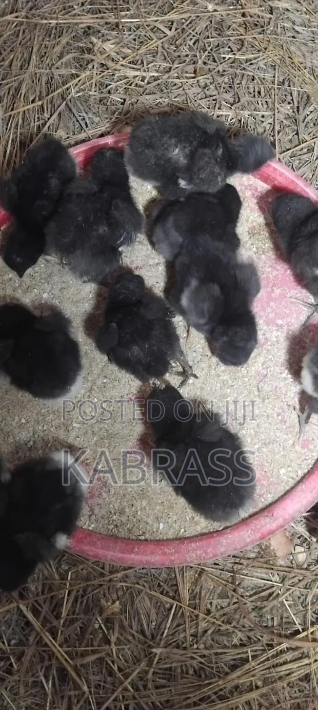 Black Australorp Chicks - main view