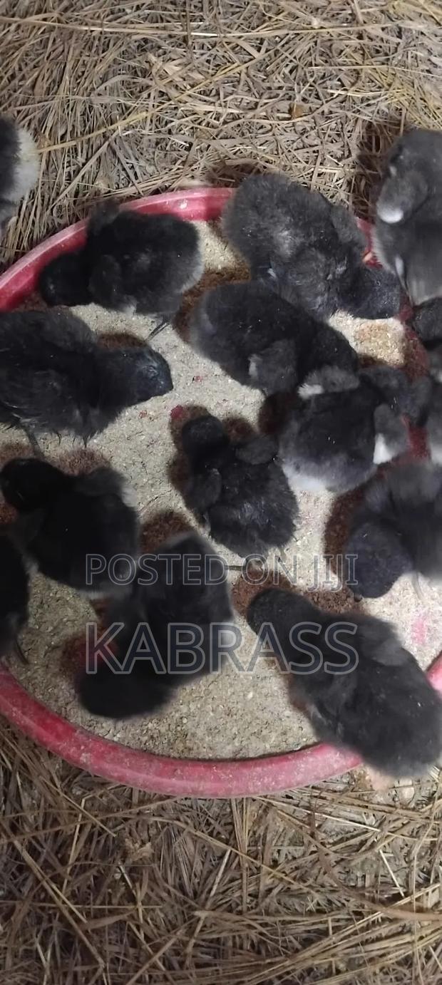Black Australorp Chicks - thumbnail 3