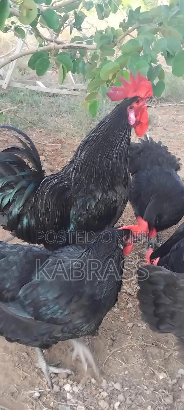 Black Australorp Chicks - thumbnail 4