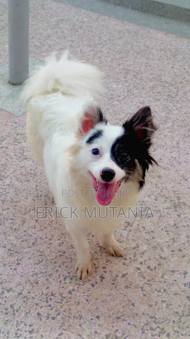1+ year Female Purebred Japanese Spitz