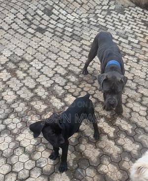 3-6 months Male Purebred Cane Corso - thumbnail 2