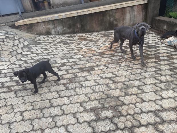 3-6 months Male Purebred Cane Corso - thumbnail 3