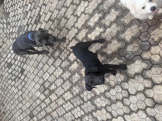 3-6 months Male Purebred Cane Corso - thumbnail 4