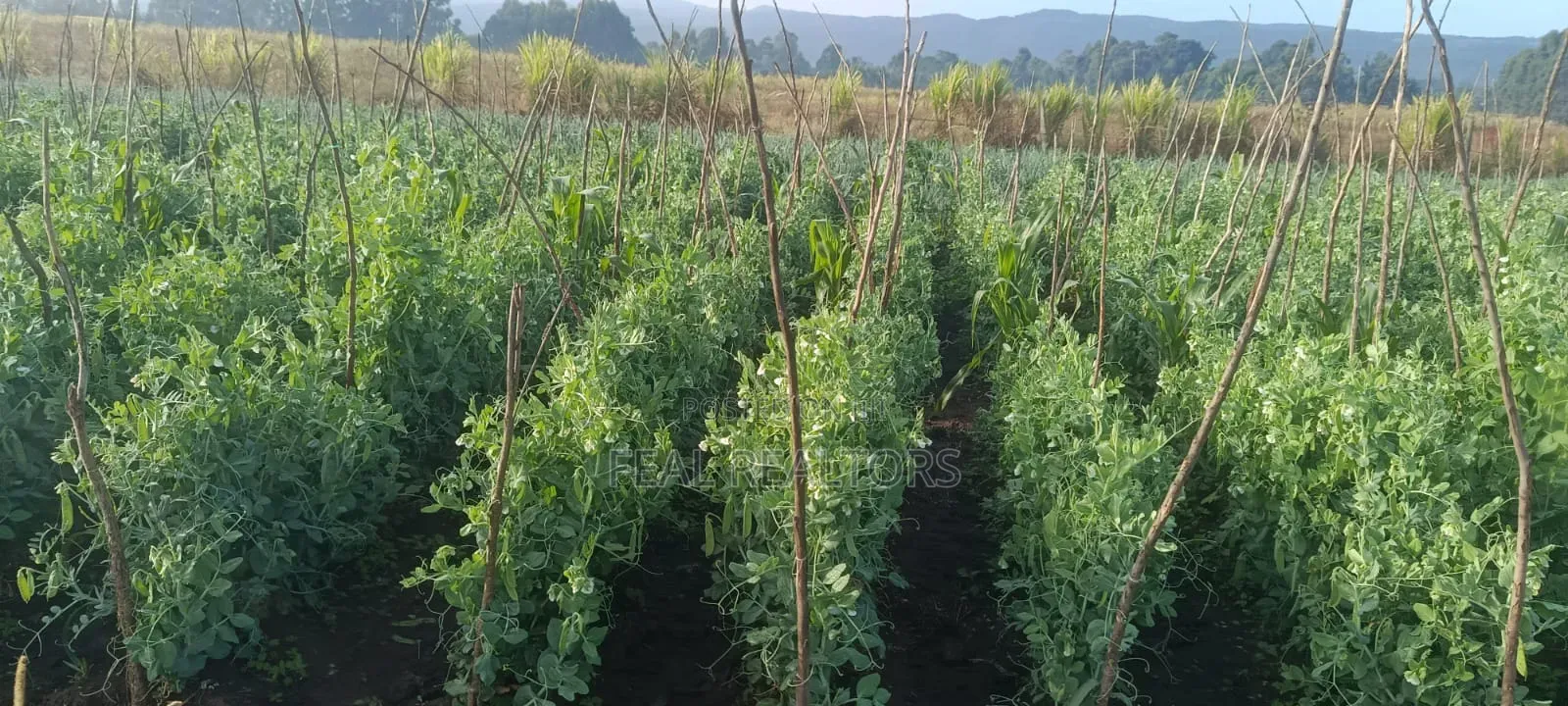 Agricultural Land on Sale