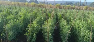 Agricultural Land on Sale